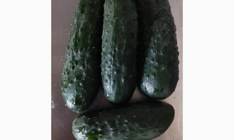 Продаю огурцы сорта Шакті и КС 80 - фото № 1