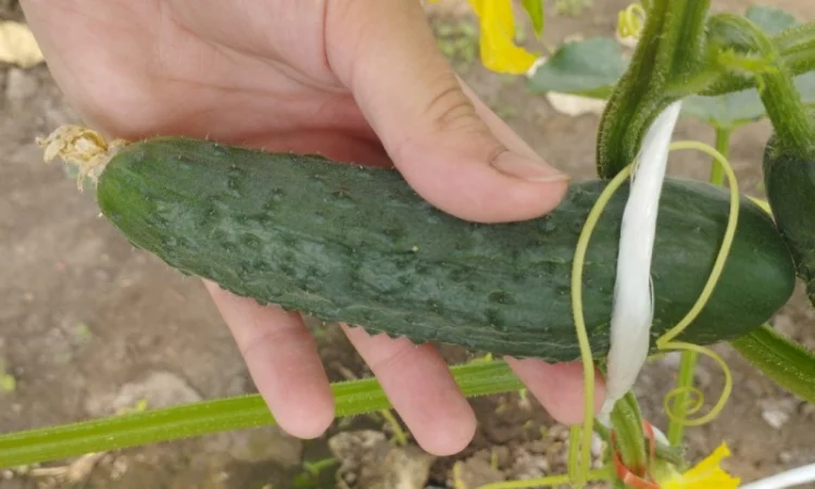 Продаю огурцы сорта Шакті и КС 80 - фото № 2