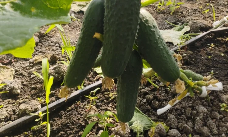 Продаю огурцы сорта Шакті и КС 80 - фото № 3