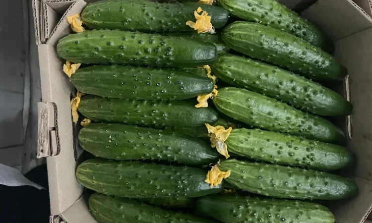 Продаж тепличного огірка сорту Єстафета - фото № 2