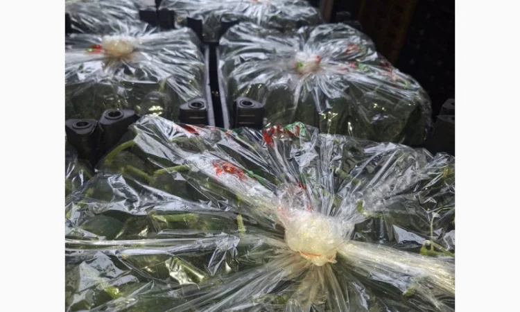 Огірки Туреччина на продаж - фото № 1