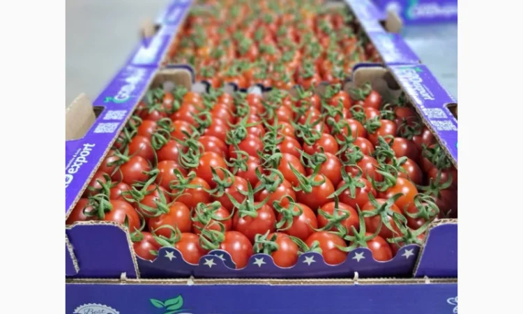 Продаю свіжі огірки - фото № 11