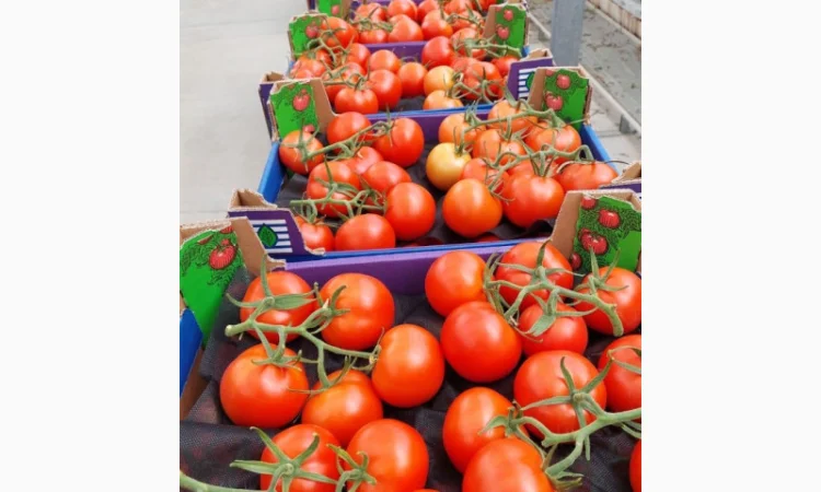 Продаю свіжі огірки - фото № 12