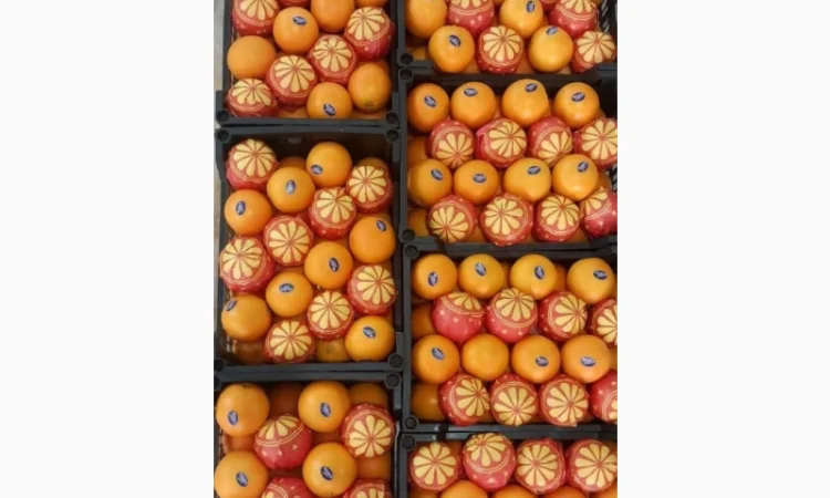 Продаю свіжі огірки - фото № 13