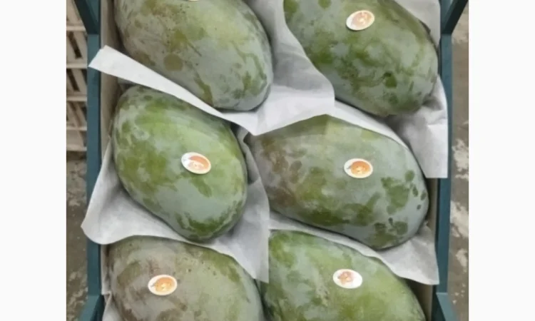 Продаю свіжі огірки - фото № 14