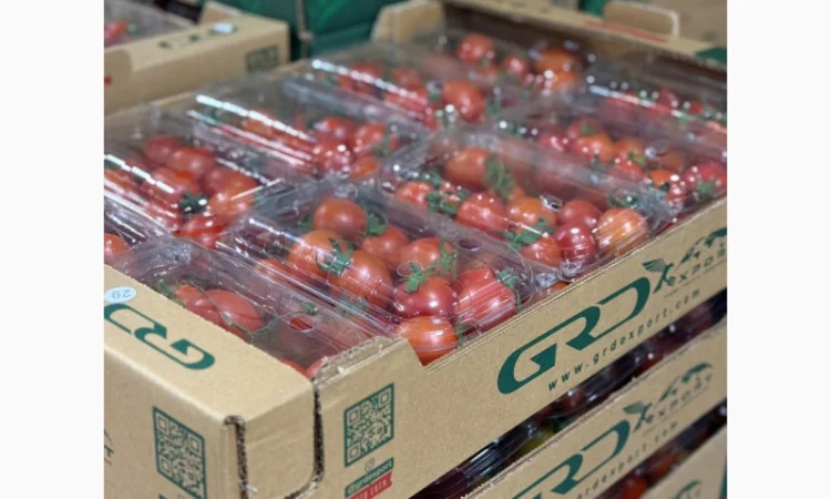 Продаю свіжі огірки - фото № 2