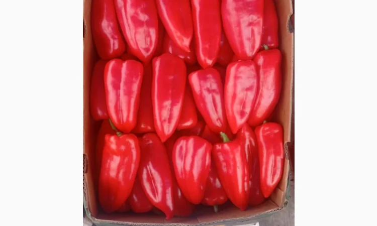 Продаю свіжі огірки - фото № 3