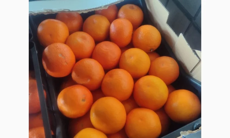 Продаю свіжі огірки - фото № 4