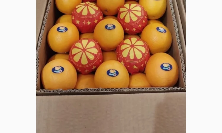 Продаю свіжі огірки - фото № 5