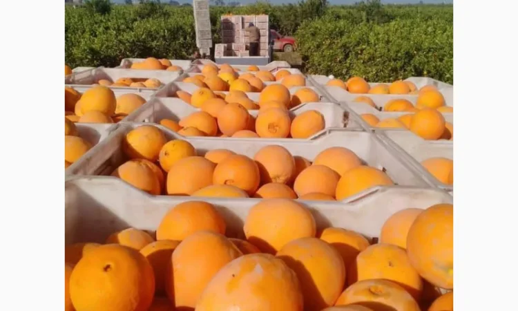 Продаю свіжі огірки - фото № 7