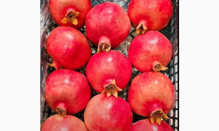 Продаю свіжі огірки - фото № 8