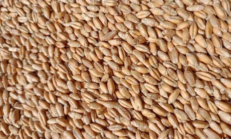 Продаю тритікале, овес, пшеницю та ячмінь - фото № 1