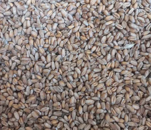 Зерно тритікале на продаж 20т - фото № 1