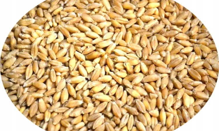 Продаж зерна тритікале - фото № 1