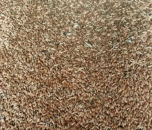 Продажа зерна тритикале - фото № 1