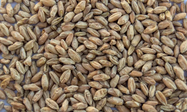 Закупка зерна тритикале в обсягах від 22 тонн - фото № 1