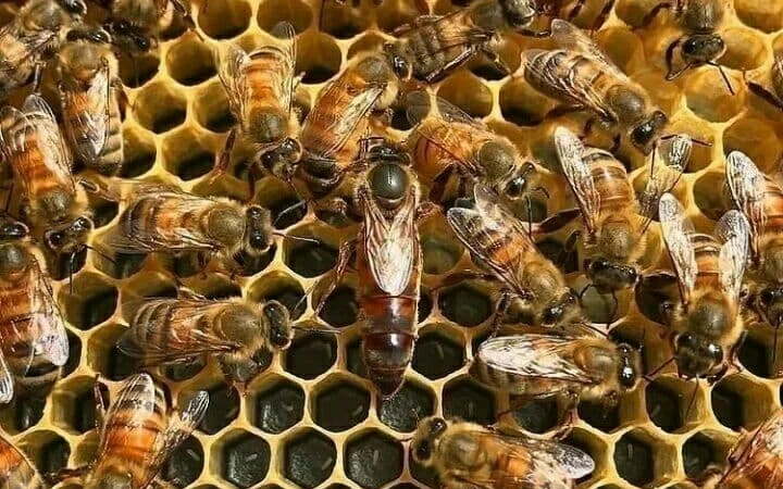 Оголошення2026!!! Продам бджолопакети - фото № 4