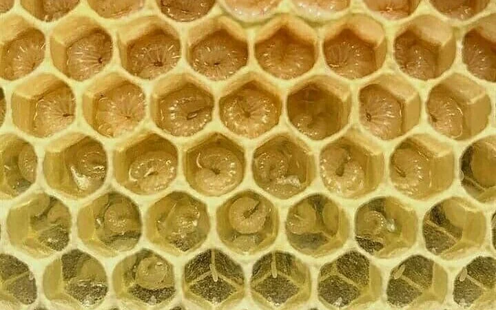 Оголошення2026!!! Продам бджолопакети - фото № 2