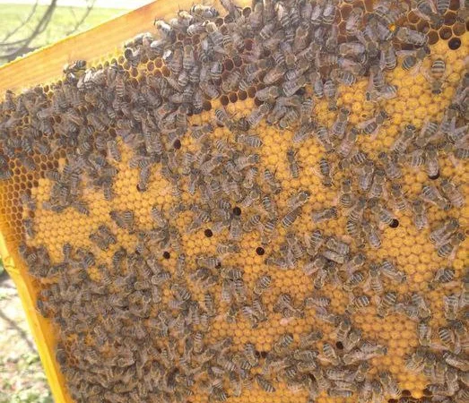 Оголошення2026!!! Продам бджолопакети - фото № 3