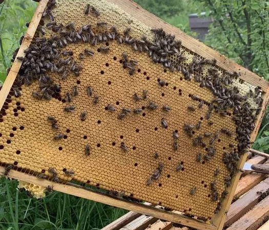 Оголошення2026!!! Продам бджолопакети - фото № 5