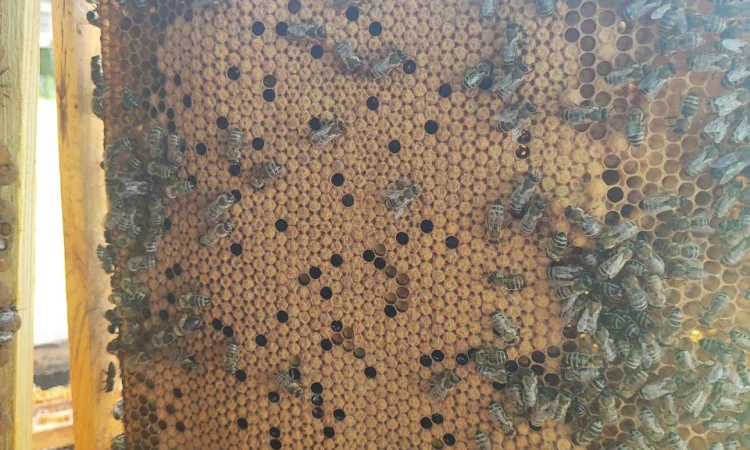 Оголошення2026!!! Продам бджолопакети - фото № 6