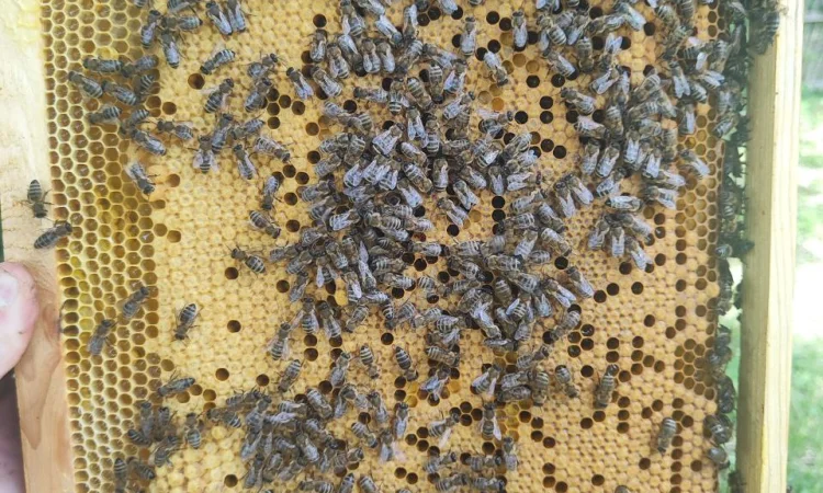 Оголошення2026!!! Продам бджолопакети - фото № 9