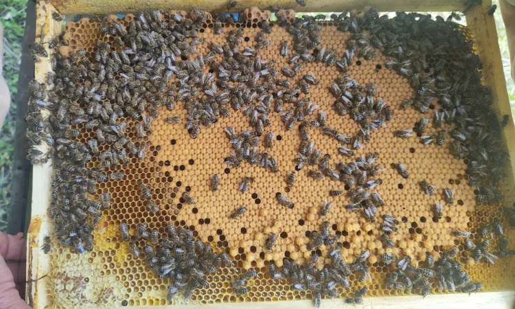 Оголошення2026!!! Продам бджолопакети - фото № 8