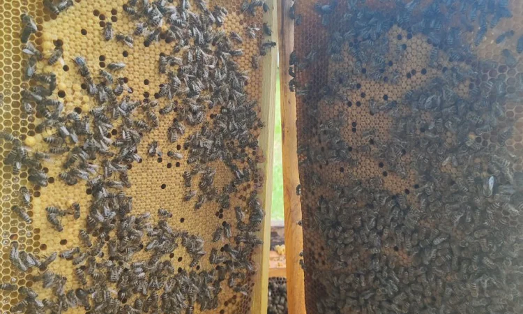Оголошення2026!!! Продам бджолопакети - фото № 7