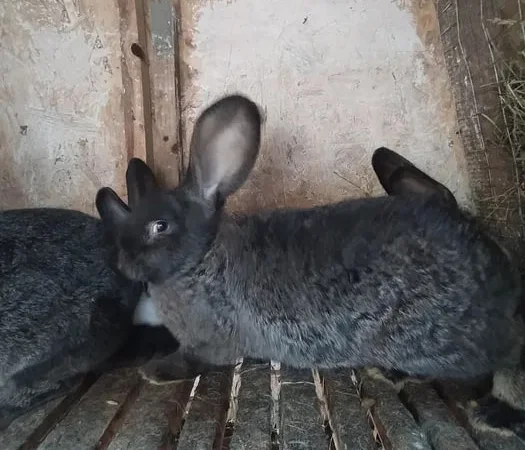 Кролі для розплоду та кроляче м'ясо - фото № 1