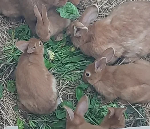 Кролі породи Бургундія на продаж - фото № 1