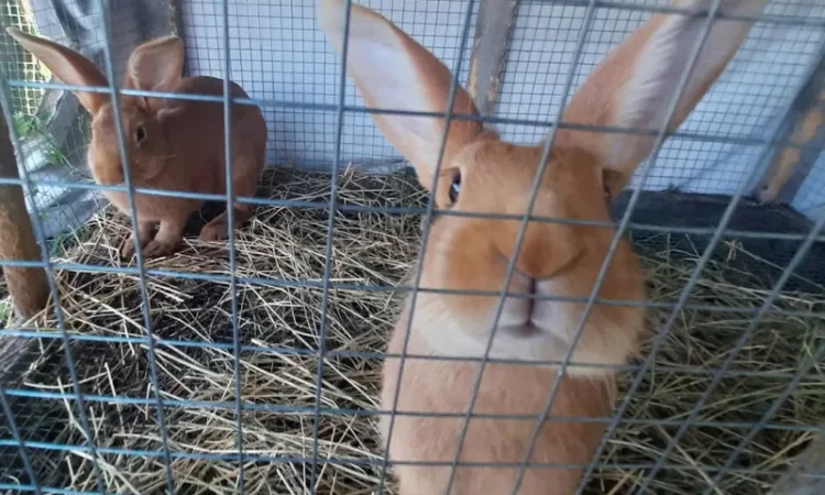 Кролі породи Бургундія на продаж - фото № 2