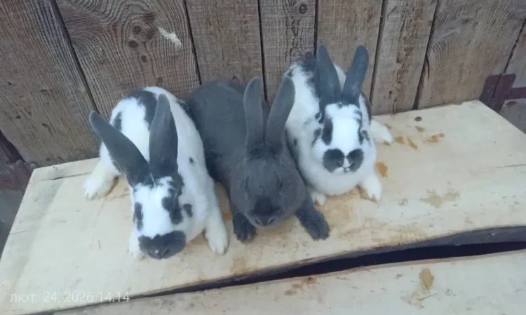 Продаються кролі різних порід - фото № 1