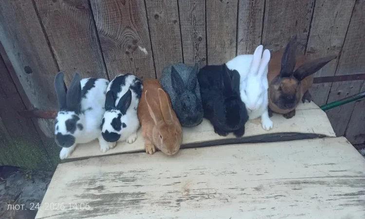 Продаються кролі різних порід - фото № 2