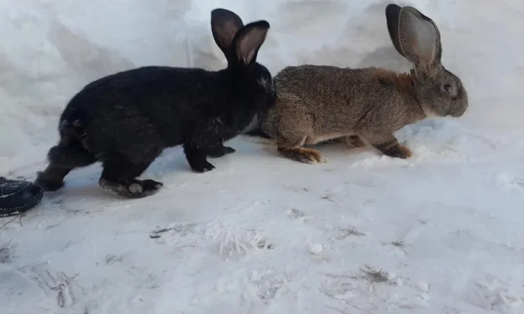 Кролі різних віків та окрасів - фото № 1