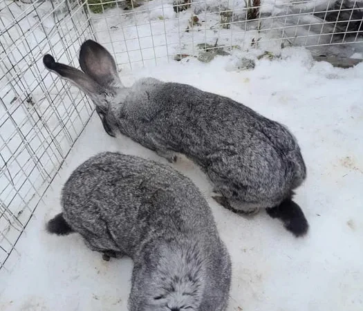Кролі різних віків та окрасів - фото № 2