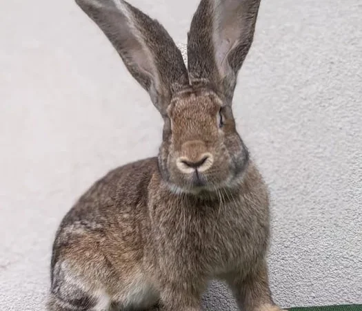 Кролі породи Бельгійський Велетень – продаж - фото № 1