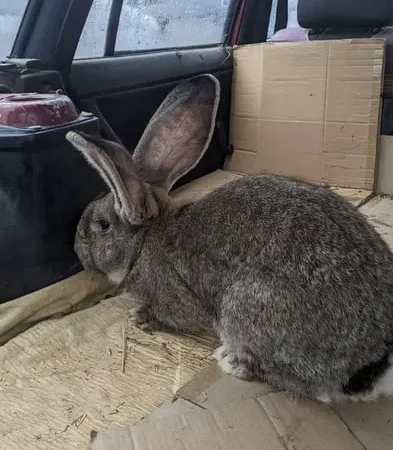 Самець кролика 7 місяців для розведення - фото № 2