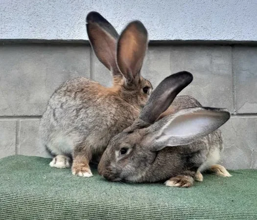 Кролі Велетні різних окрасів - фото № 2