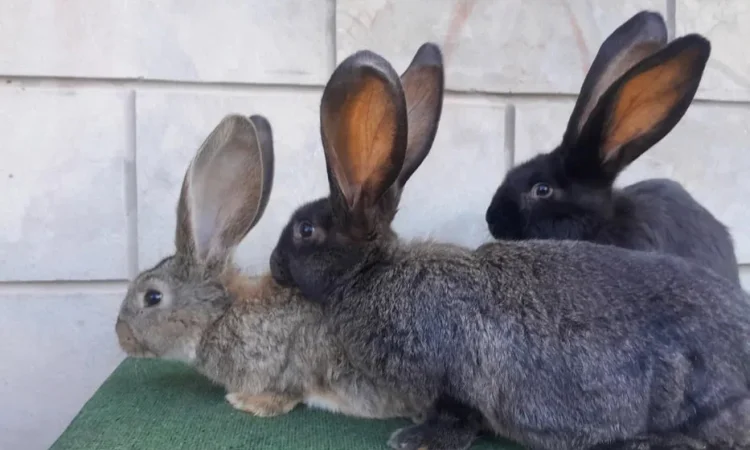 Кролі Велетні різних окрасів - фото № 1