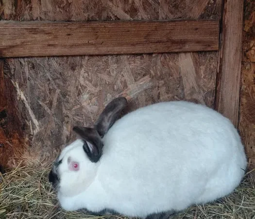 Пропонуються кролі породи Каліфорнія - фото № 1