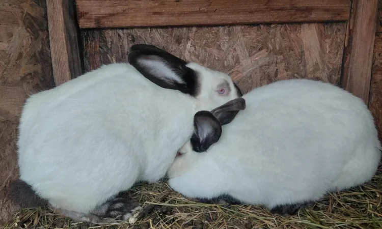 Пропонуються кролі породи Каліфорнія - фото № 2