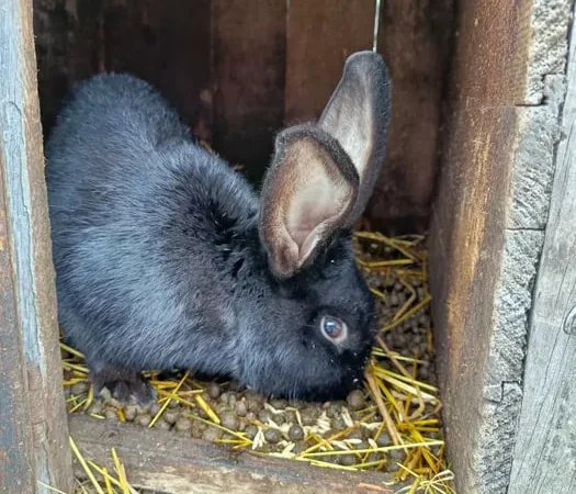 Продаються кролі для розведення - фото № 2