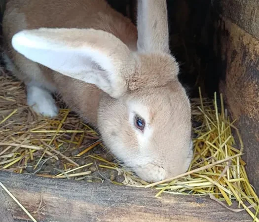 Продаються кролі для розведення - фото № 1