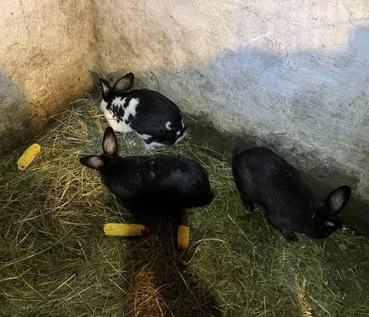 Кролик породи Німецький Строкач - фото № 1