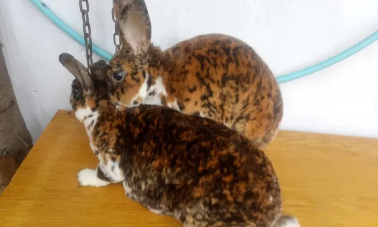 Кролі трьохкольоровий рекс - фото № 2