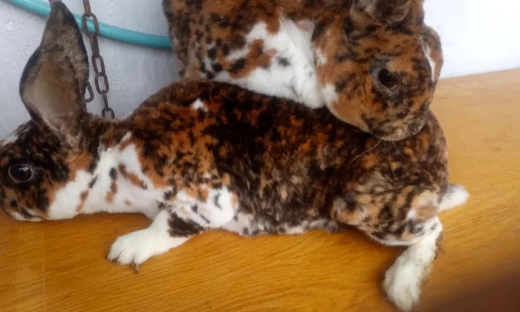 Кролі трьохкольоровий рекс - фото № 1