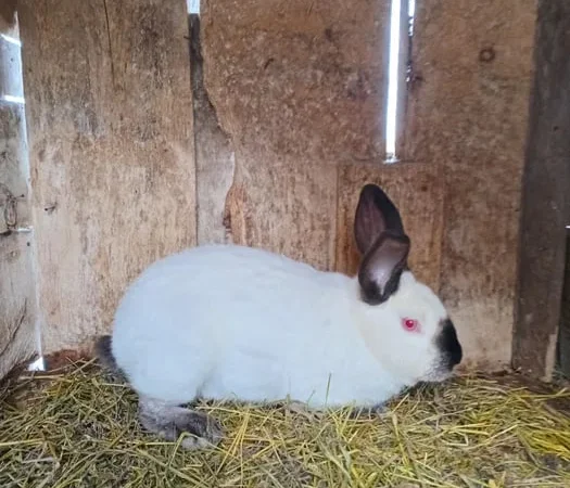 Продаються вакциновані кролі - фото № 1