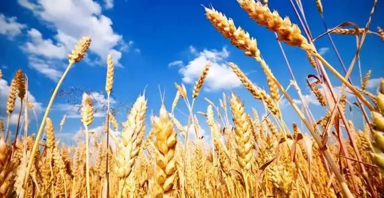 Продам пшеницю, зерновідходи, просо в мішках. - фото № 1