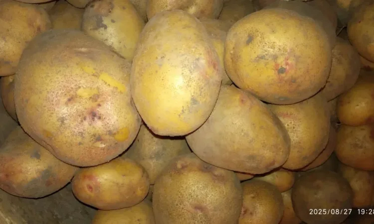 Картопля сортів Адретта, Пікассо, Славянка, Рокко - фото № 2