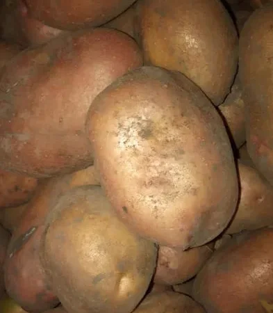 Картопля сортів Адретта, Пікассо, Славянка, Рокко - фото № 1